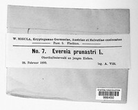 Evernia prunastri image